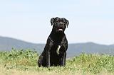 CANE CORSO 522